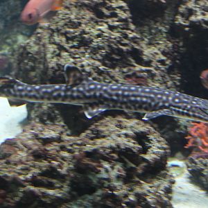 Coral cat-shark - Atelomycterus marmoratus