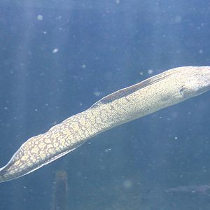 Moray eel
