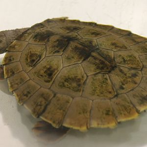 Young Branderhorst's snapping turtle