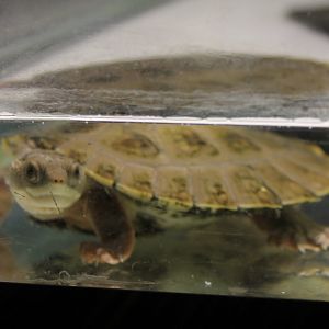 Branderhorst's snapping turtle