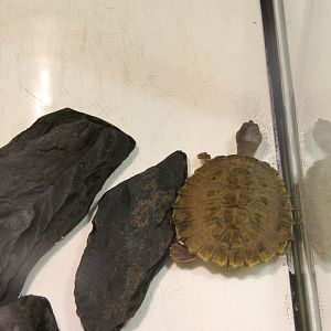Raising-tank Branderhorst's snapping turtle