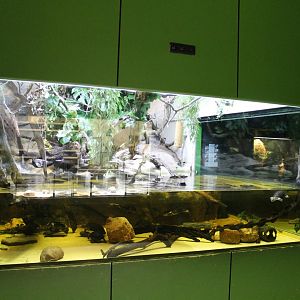 Sail-fin lizard - turtle enclosure