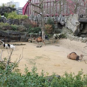 Dromedary - Somalia black-headed sheep enclosure