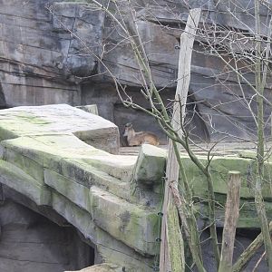 Tahr - Takin enclosure