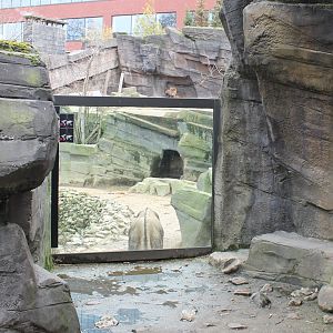 Tahr - Takin enclosure