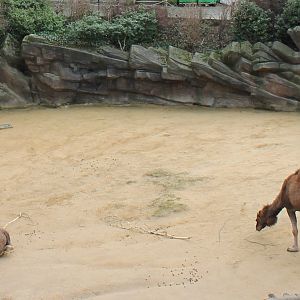 Dromedaries and Black-headed sheep