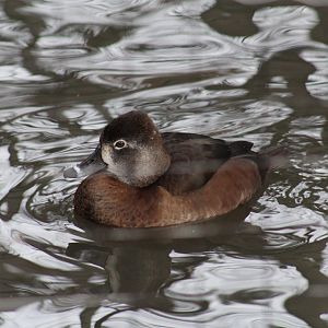 Ring-Necked Duck