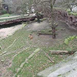 Lion-enclosure