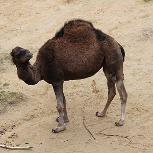 Dromedary