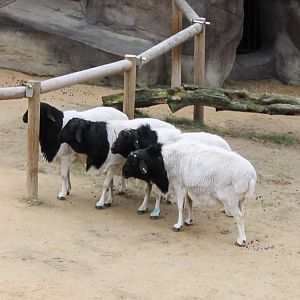 Somalia black-headed sheep