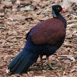 Bronze-naped pheasant-pigeon