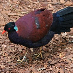 Bronze-naped pheasant-pigeon