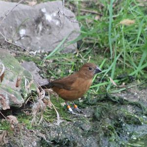 Ultramarine grosbeak