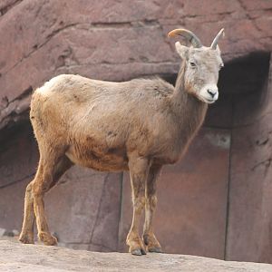 Bighorn sheep