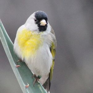 Lawrence goldfinch