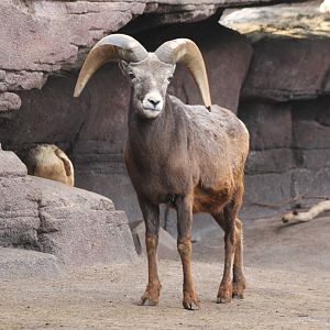 Bighorn sheep