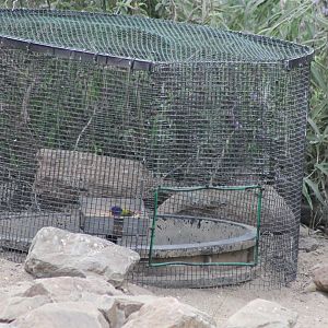 Catching-cage in the Desert