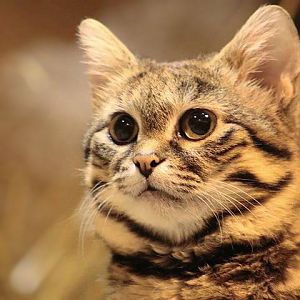 Black-footed Cat