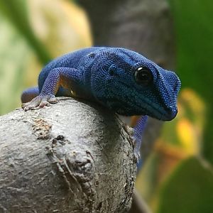 Turquoise Dwarf Gecko