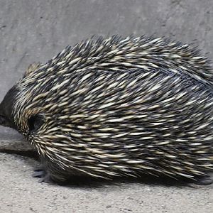 Short-beaked Echidna