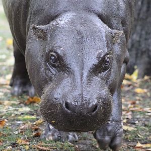 Pygmy Hippopotamus