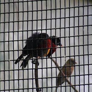 Western Bluebill Finches?