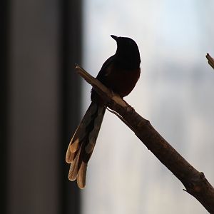 White-Rumped Shama
