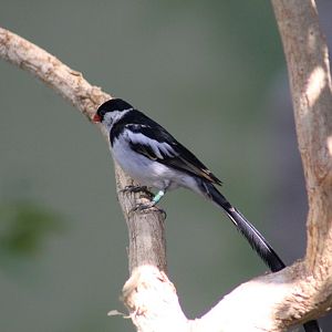 Pin-Tailed Whydah