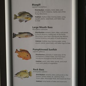 Fish Signage