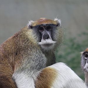 Patas Monkey