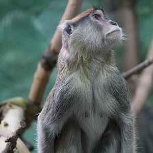 Patas Monkey