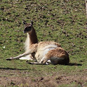 Guanaco