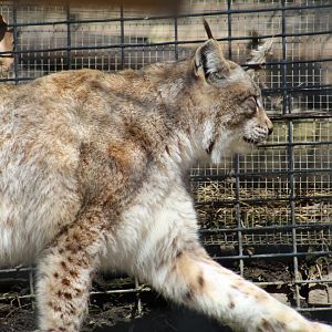 Siberian Lynx
