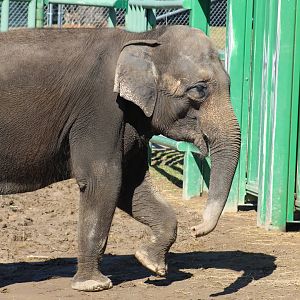 Asian Elephant