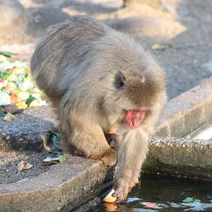 Japanese macaque