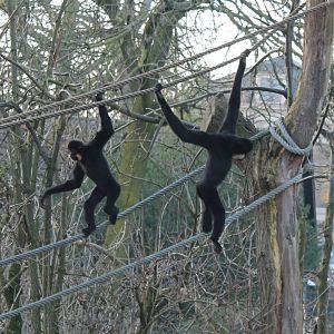 Red-cheeked gibbons