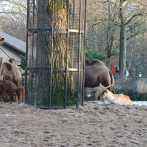 Reindeer - camels and alpacas