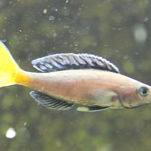 Cyprichromis leptosoma