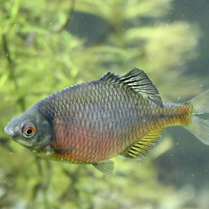 European bitterling - Rhodeus amarus