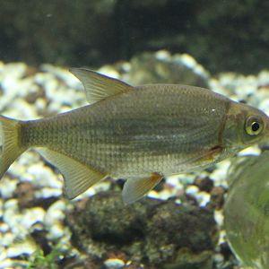 European bitterling - Rhodeus amarus