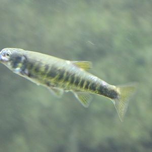 Eurasian minnow - Phoxinus phoxinus
