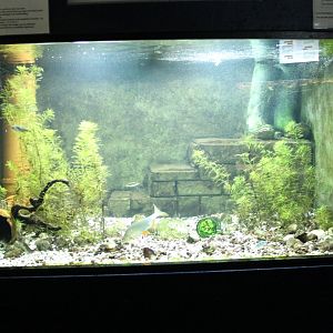 Aquarium European fresh-water-fishes