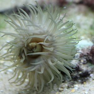 Sea-anemone