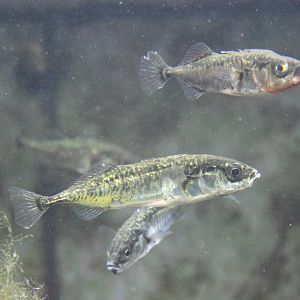 Three-spined sticklebacks