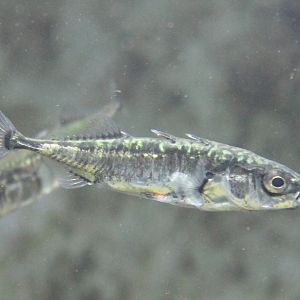 Three-spined sticklebacks