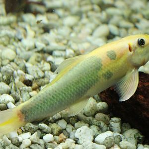 Gyrinocheilus aymonieri