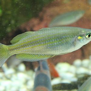 Melanotaenia parkinsoni