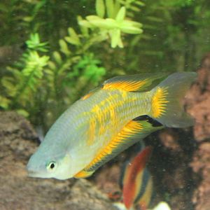 Melanotaenia parkinsoni