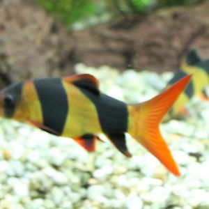 Chromobotia macracanthus