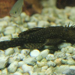 Bristle-nose catfish